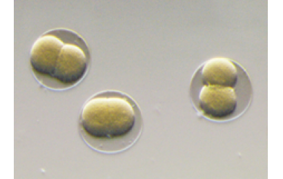 尼康SMZ1270/SMZ1270i体视显微镜