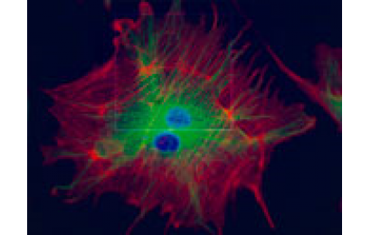 尼康NIS-Elements图像分析软件
